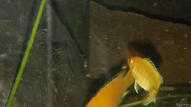 mein Yellow mänchen links oben und zwei weibchen von Sven Leyh (11)