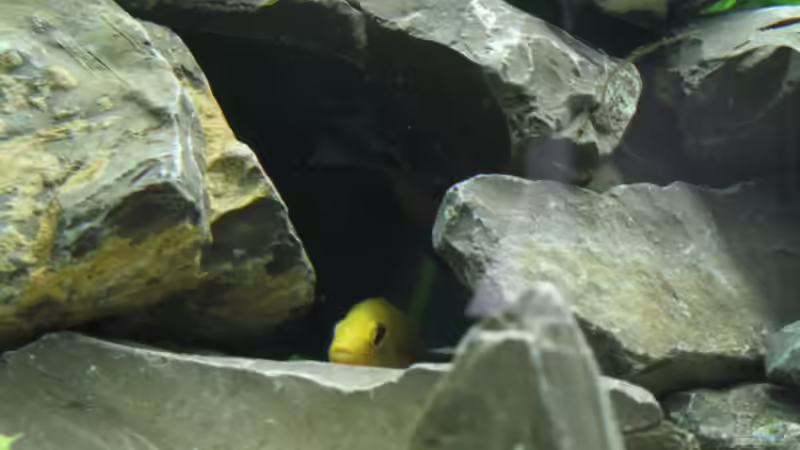 Mein Yellow Männchen in seiner Lieblingshöhle von Zonk (4)