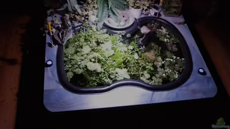 Mein-Zimmerteich.de von Timo Lorenz (1)