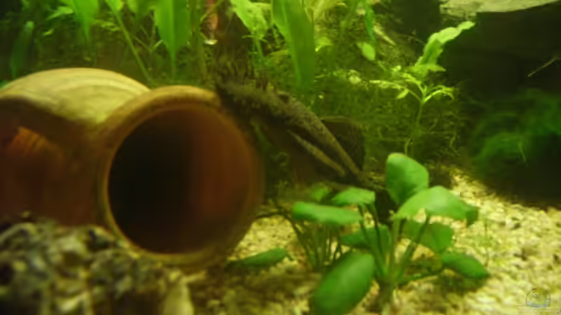 mein zuchtfreudiges Welsmännchen von Sandra Stoffels (25)