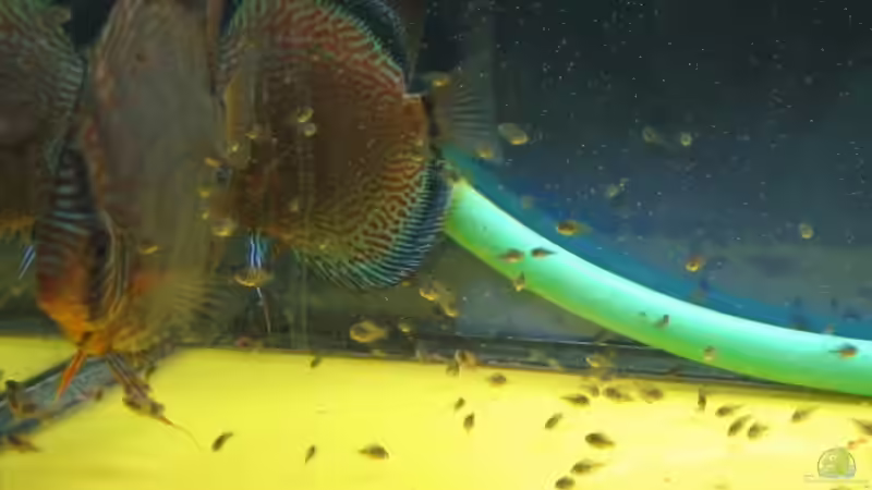 Mein Zuchtpaar! Gelege mit ca 100 Jungfische! Royal Blue und Snake Skin Red von Friedrich Straßl (22)