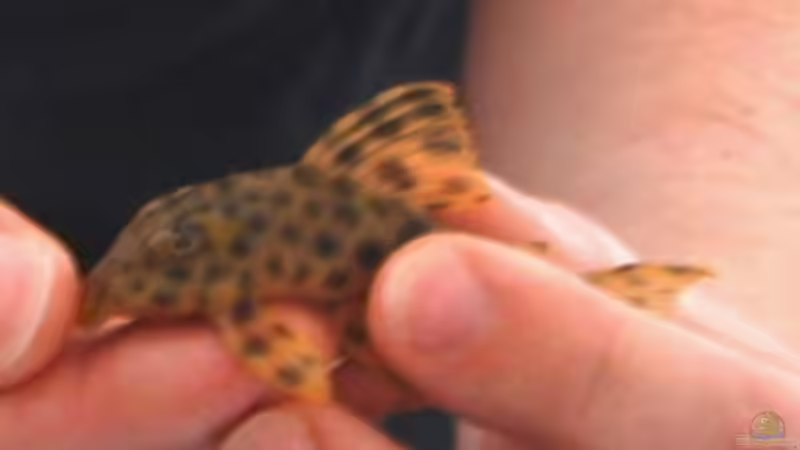 Mein zweiter L-Wels L - 006 von Robert Kolovrat (16)