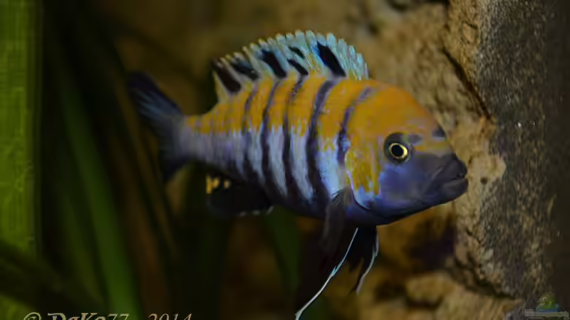 Mein zweiter Liebling Cynotilapia afra cobue von DaKo77 (35)