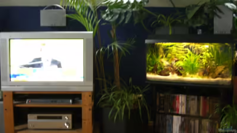 mein zweites 80er Westafrika-Becken von Stefan Anhalt (10)