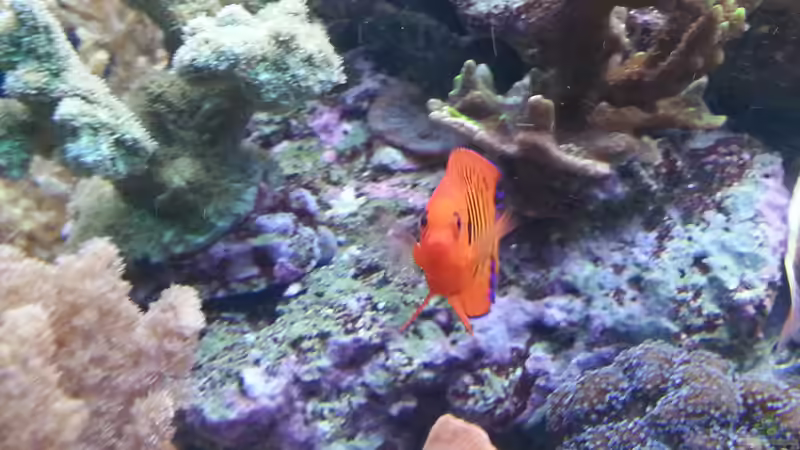 mein Zwergkaiser Flammengerzog ! von urbi (19)