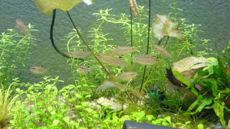 Meine 10 Forellensalmer von Christoph H. (12) (14)