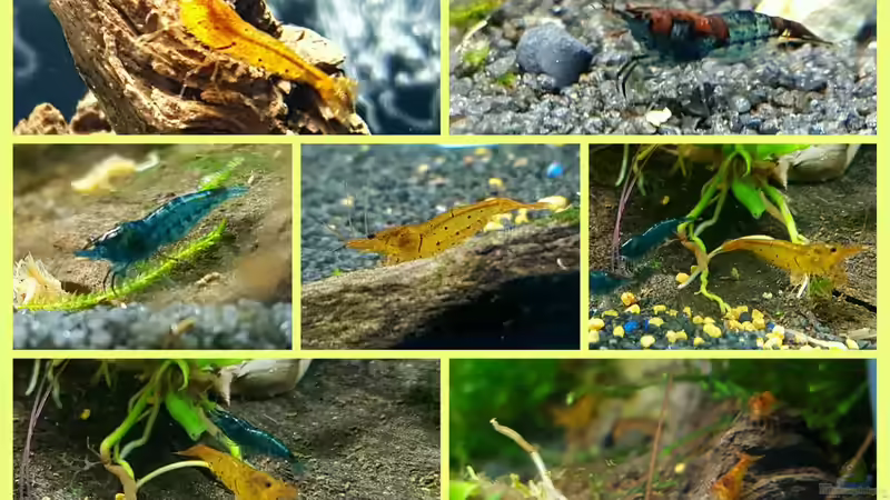 Meine 10 Garnelen sind eingezogen von Murphy1977 (2)