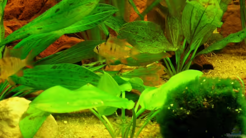 meine 2 Bolivianischen Schmetterlingsbuntbarsche 29.05.11 von ~Marco~ (57)