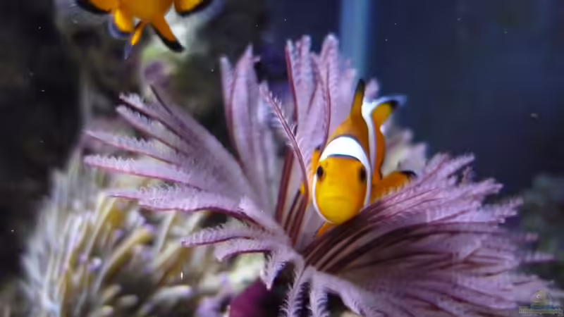 Meine 2 frechen Clownis von Red ( Jürgen ) (23)