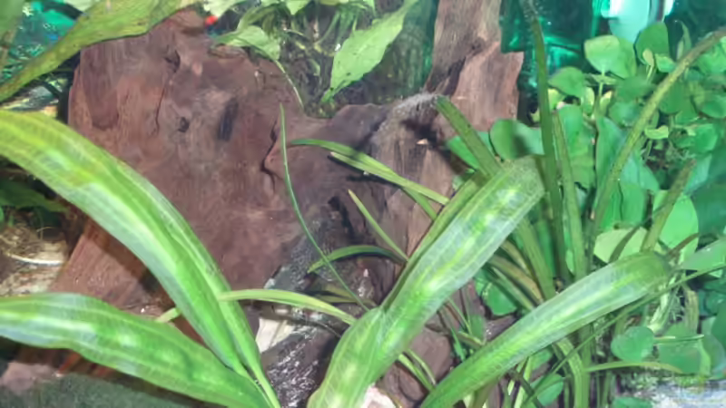 meine 2 kleinen Wurzeln im rechten beckenbereich 29.11.09 von ~Marco~ (25)