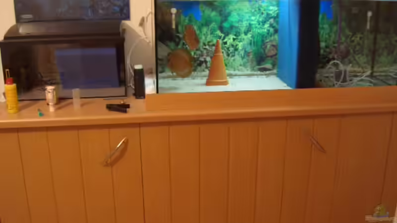 Meine 2 schönsten (die sich selbst zusammangefunden haben) habe ich in ein Zuchtbecken gesetzt. von Robert Ellinger (19)