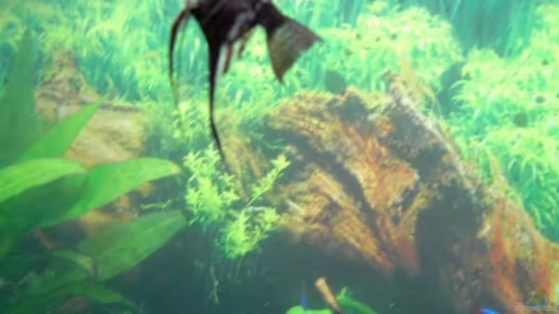 Meine 2 Skalare von bjoern21x (16)