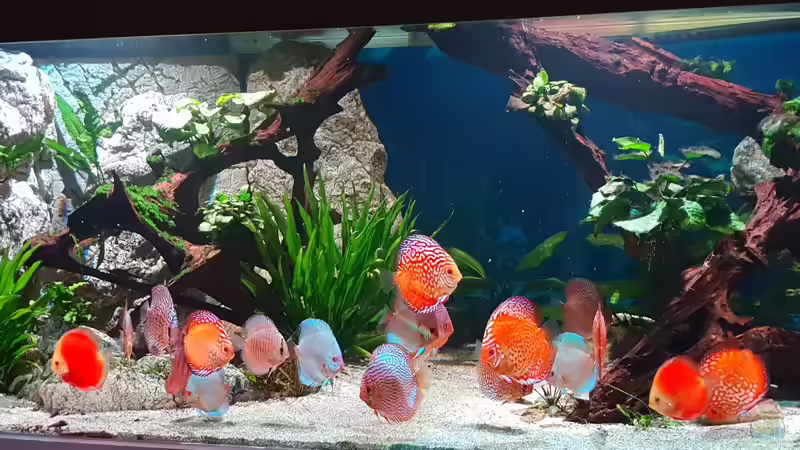 Meine 20 Diskus von Gonzo77 (2)