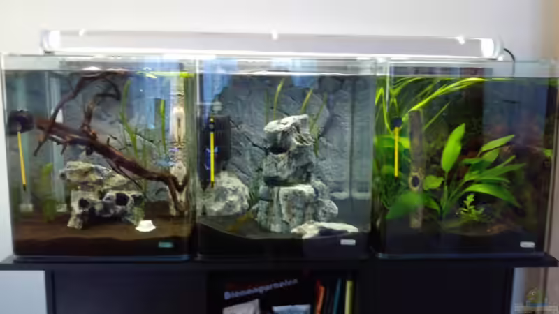 Meine 3 Becken von wasserfloh (2)