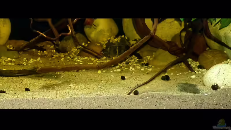 meine 3 Hypoclinemus mentalis - Peru-Süßwasserflunder 31.05.2016 von ~Marco~ (37)