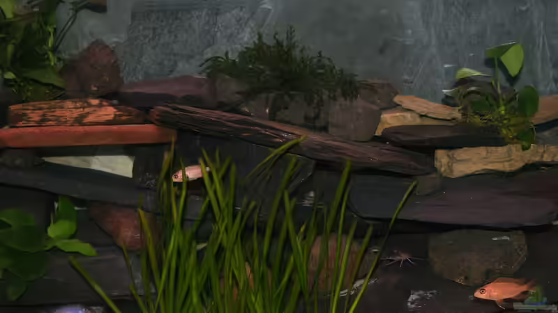 Meine 3 Pflanzenarten in der mitte des Beckens. Im vordergrund sorgen Valisnerien von Phoenix_KM (7)