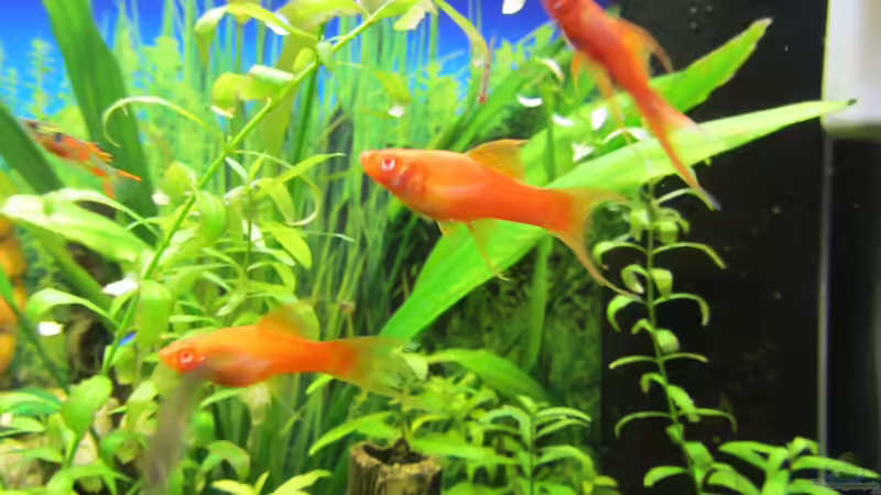 Meine 3 Schwertträger von Hobbl (12)