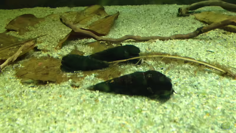 meine 3 Teufelsdornschnecken von Thomas S-H (3)