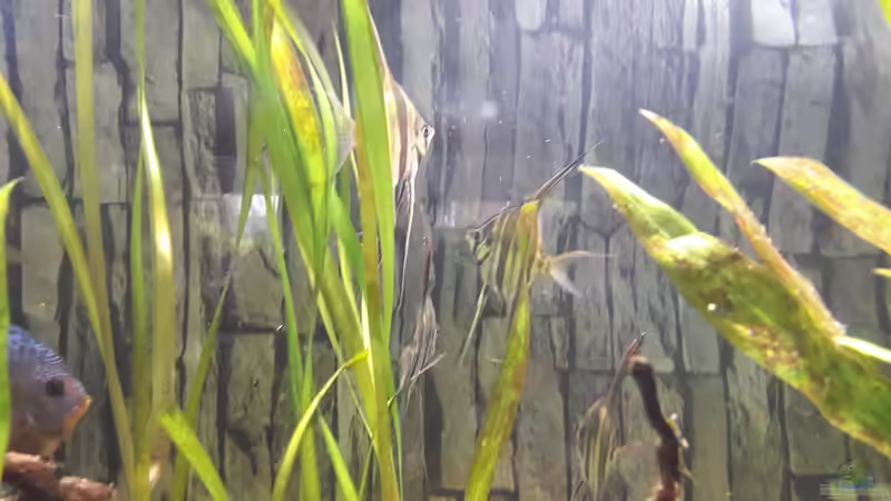 Meine 4 Altum Skalare  von AmazonasFreak91 (10)