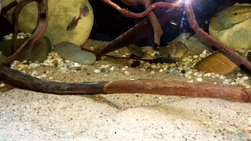 meine 4 Barsche und ein paar Kolumbianer 03.06.16 von ~Marco~ (30)