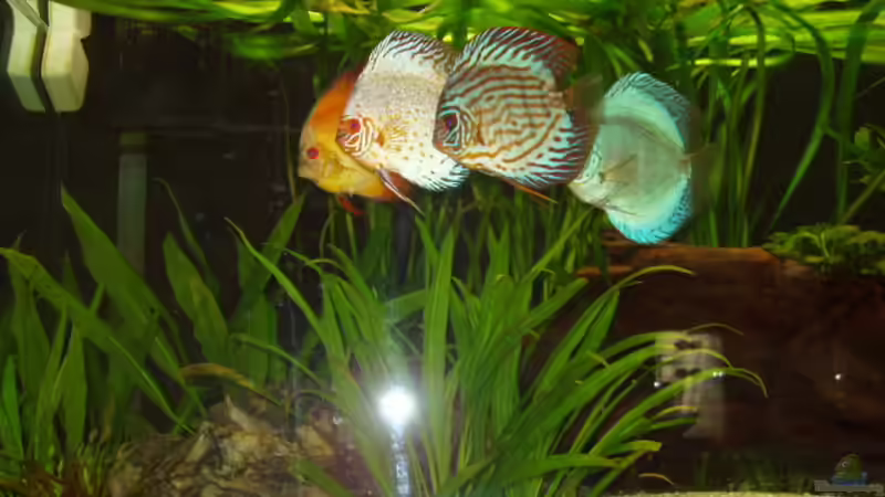 Meine 4 Diskus von Ronny Derndorfer (37)