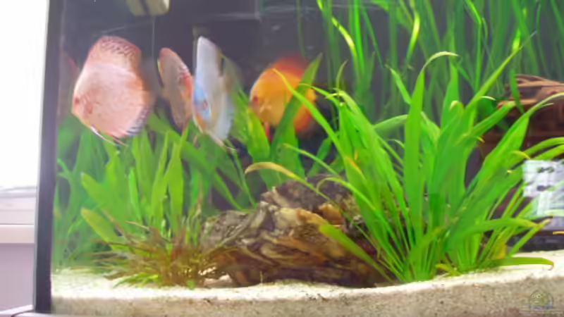 Meine 4 Diskus von Ronny Derndorfer (38)