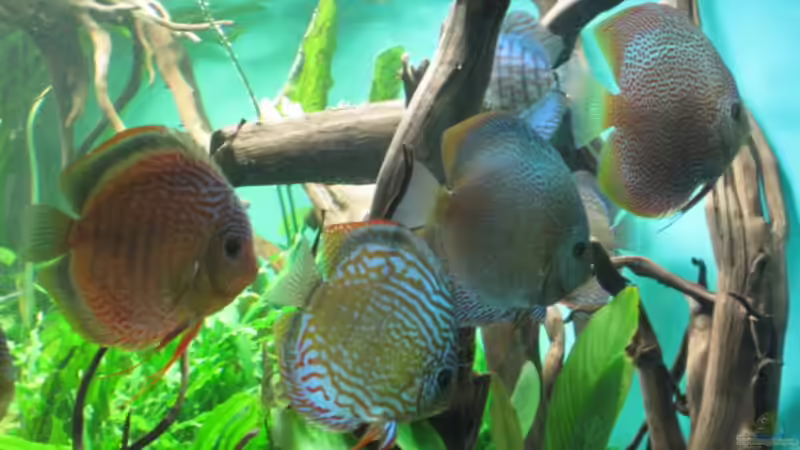 Meine 4 Teller (16-17cm) von Korbi (42)