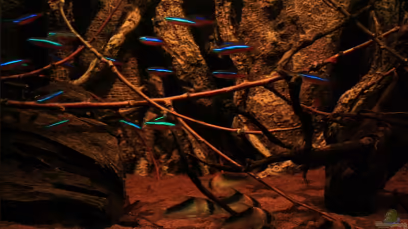 Meine Adolfos im Borderland....die Athmosphäre ist der Hammer von Florian Bandhauer (10)