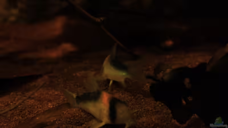 Meine Adolfos von Florian Bandhauer (53)