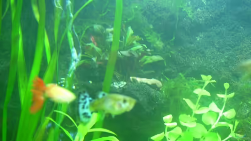 meine allerersten Guppys saßen erst im 60l AQ von Belvina (22)