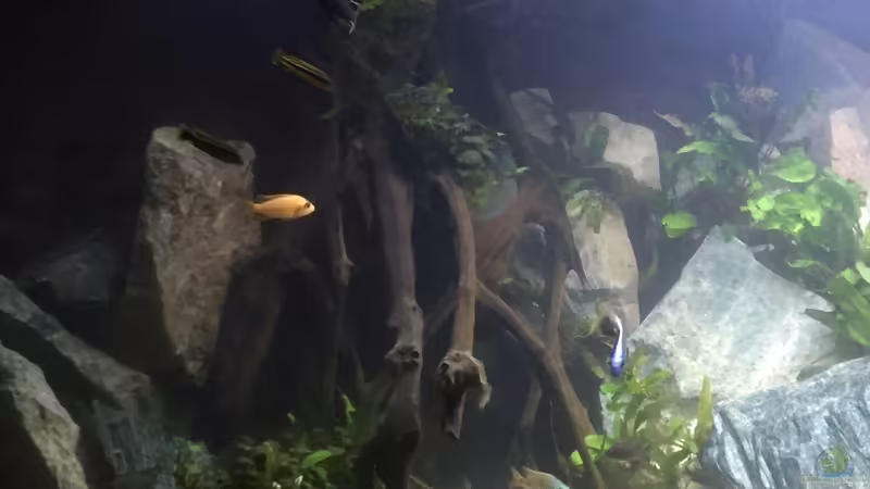 Meine alte Wurzel von Lippi (8)