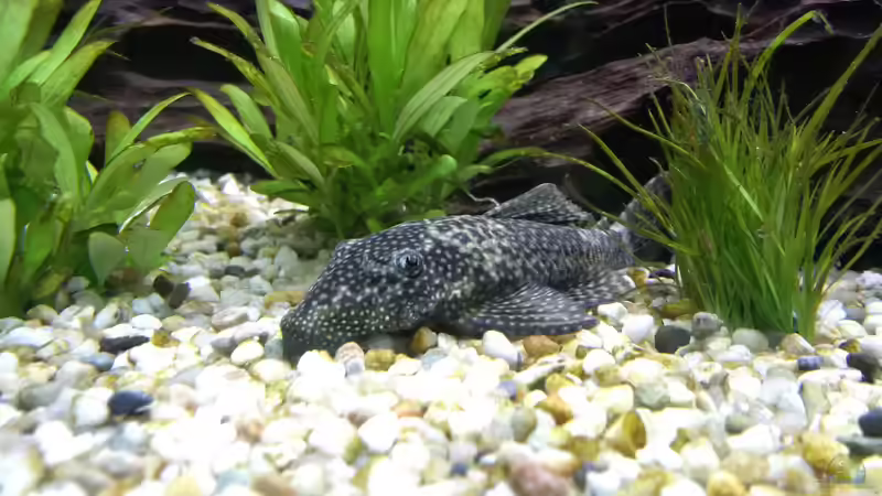 Meine Ancistrus-Dame Vileda, die mich schon seit meinen Anfängen begleitet und bereits von Sanyarhu (17)