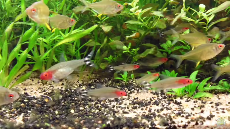 meine anderen Salmler am Boden von Bungi (54)