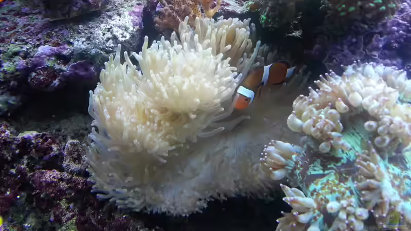 Meine Anemone mit den Anemonenfischen ! von urbi (44)
