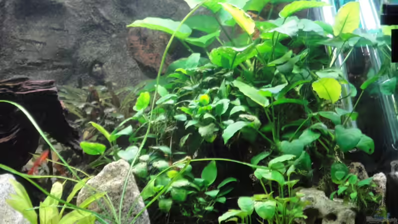 meine anubia ecke von Rüdiger Eubel (5)