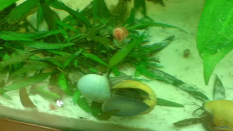 Meine Apelschnecken beim Liebesspiel von Manuel Brandt (41)