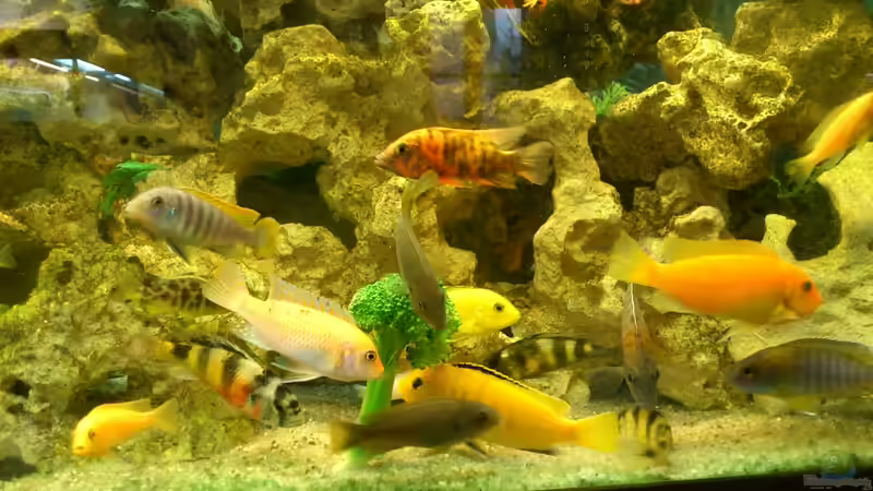 Meine Barsche von Alsi (61)