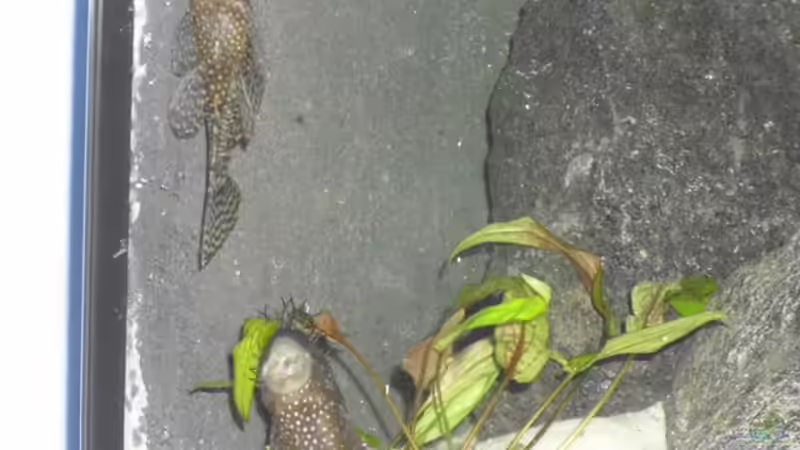 Meine beiden Ancistren Alfred und Babsi von deBouwer (23)