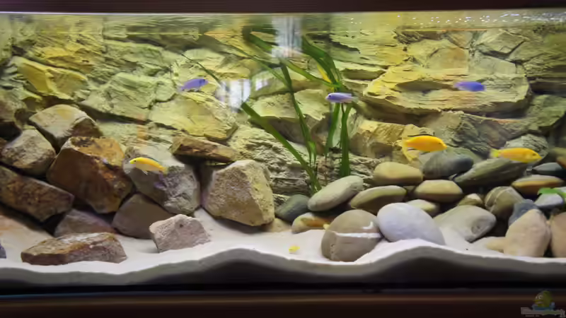 Meine beiden Arten im Zusammenspiel von Richy (26)