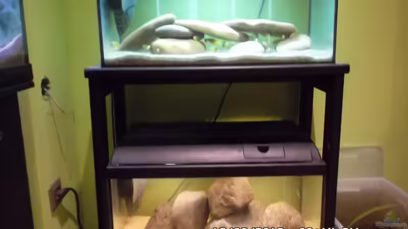 Meine beiden Aufzuchtbecken von Cichlidenfan (3)