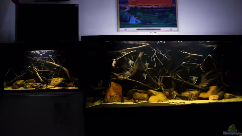 meine beiden Becken nebeneinander von Thomas S-H (3)