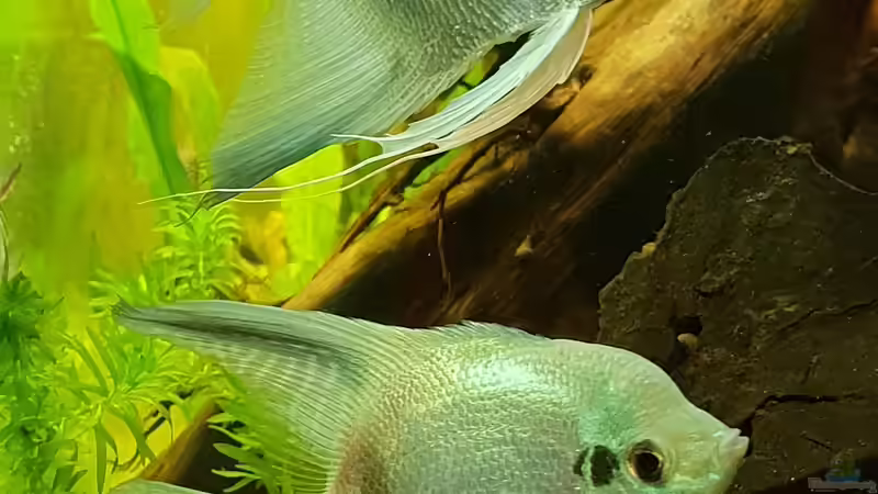 Meine beiden Blue Pterophyllum Männchen von Mel (32)
