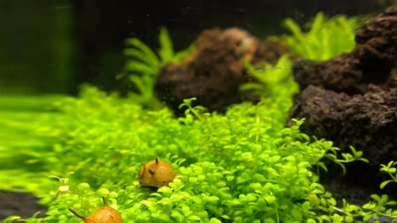 Aquarien mit Clithon corona (Sonnenschnecke)