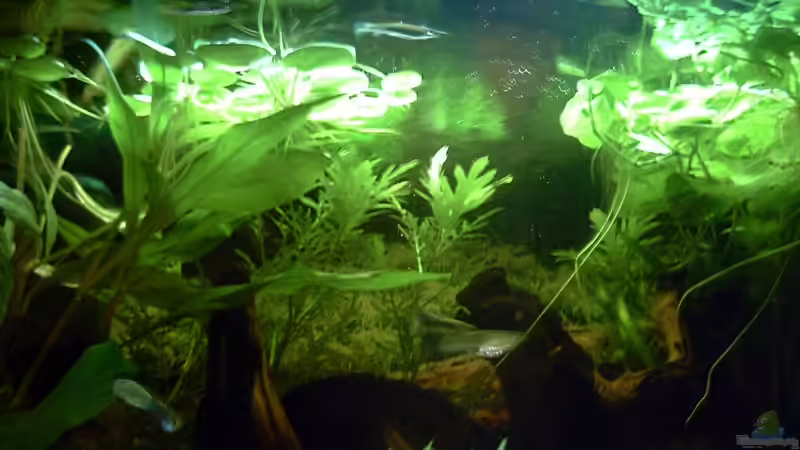 Meine beiden Hechte von Patrick Block (2)