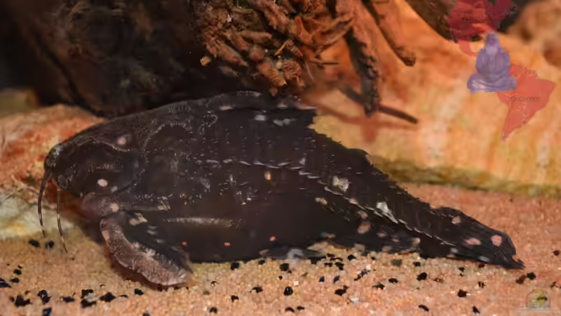 Meine beiden kugelrunden Sterndornwelse sind auch wieder mit von der Partie. von GGuardiaNN (75)