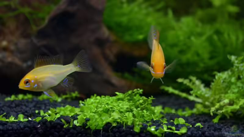 Meine Beiden Lieblinge. =) von Rotkopfsalmler (22)