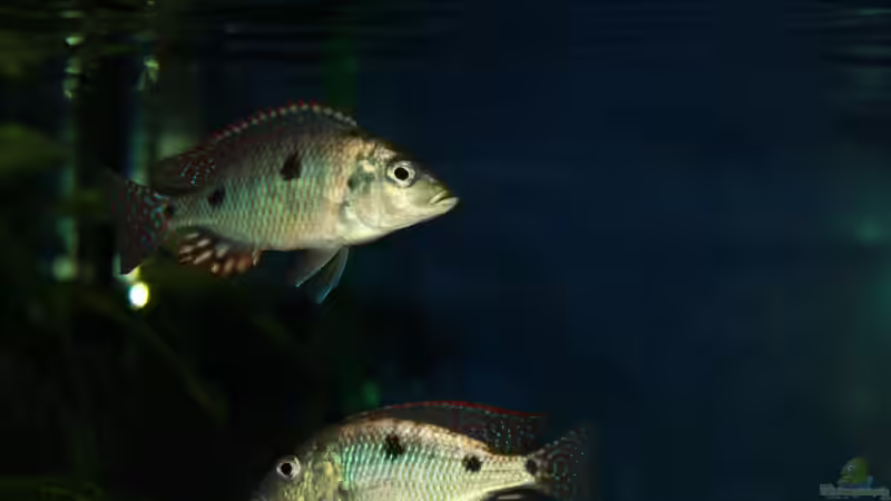 Meine beiden Otopharynx tetrastigma Männchen, mittlerweile gut 10cm und schon schön am einfärben von MikeM. (6)
