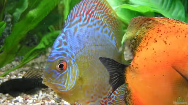 Meine beiden schönsten von Kunibert Schäfer (8)