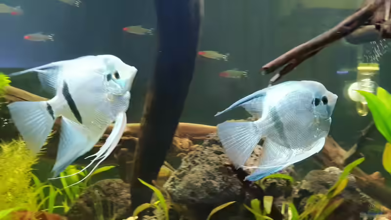 meine beiden Skalare und Rotkopfsalmler von Mel (23)