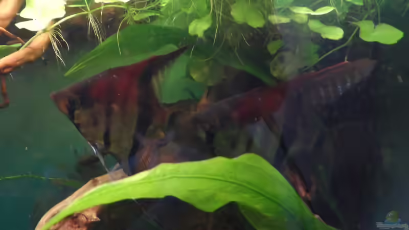 meine beiden Stars....September 2013 von S04Peter (29)